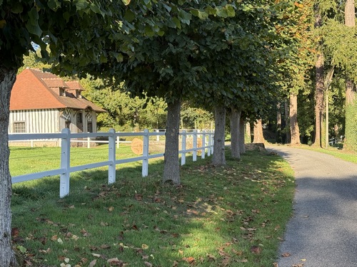 Nous suivons la rue du Haras, petite route déserte, bordée ici de tilleuls.