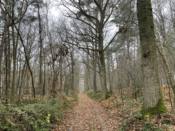 La balade est trop belle pour tourner directement vers la Folletière-Abenon, nous restons dans le bois.