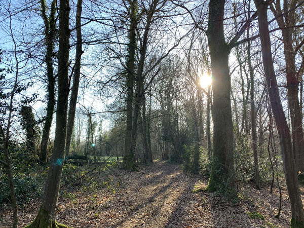 Nous avons rejoint le GR26 et le suivons en bordure du bois des Nerveaux.