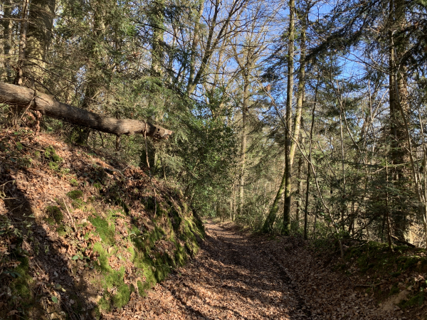 Le GR26 nous descend dans la vallée, vous allez voir que c'était une erreur de le suivre.