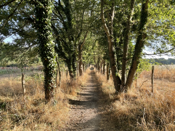 Entrée majestueuses dans les bois du coteau de la Seine.(Le gps buguait un peu ce jour-là, et situe la photo en dehors de l'itinéraire.)