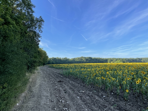 Nous marchons ici en lisière, le long du champ de tournesols. Le chemin semble avoir disparu sous la charrue, mais en vérité il s'enfonce dans le bois à gauche, quelques mètres devant nous.