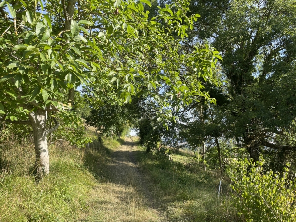Le chemin est en lisière, à mi-pente du coteau.