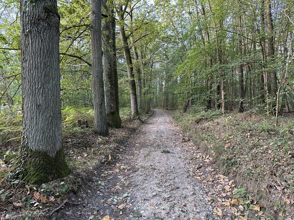 Le chemin qui traverse le bois de Bimorel est large et empierré.&nbsp;