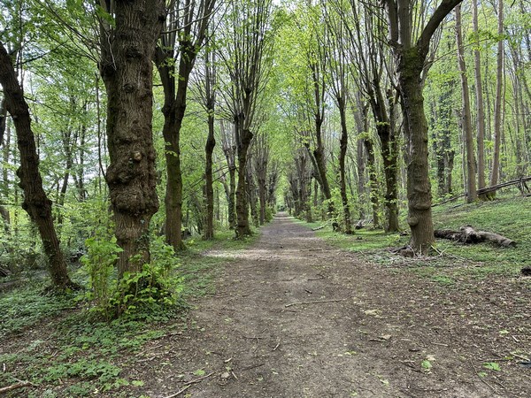 Nous suivons une bonne partie de l'Allée des Tilleuls du parc. Cette allée était déjà visible sur les plans du parc de 1748.