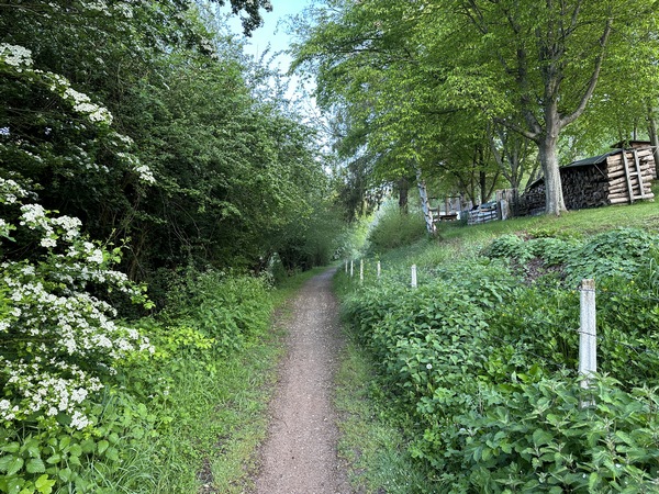 Le sentier des Fontenelles se glisse entre les aubépines en fleurs et les dernières maisons d'Orival.