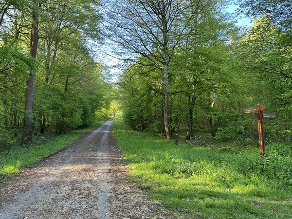 Nous suivons maintenant la route forestière du Hêtre à l'Image. J'ai compté ce genre de route forestière comme chemin dans les pourcentages routes/chemins de ce circuit.