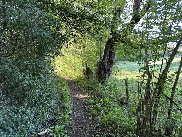 Nous suivons le chemin de la Ravine aux Cerfs jusqu'à la D132.