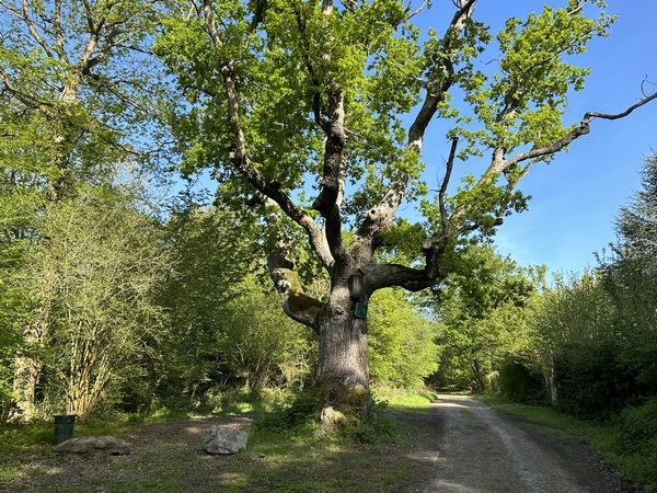 A l'entrée d'Elbeuf, nous longeons le Chêne à la Vierge, arbre remarquable de plus de 300 ans. Photo du petite oratoire dans l'album de la rando.