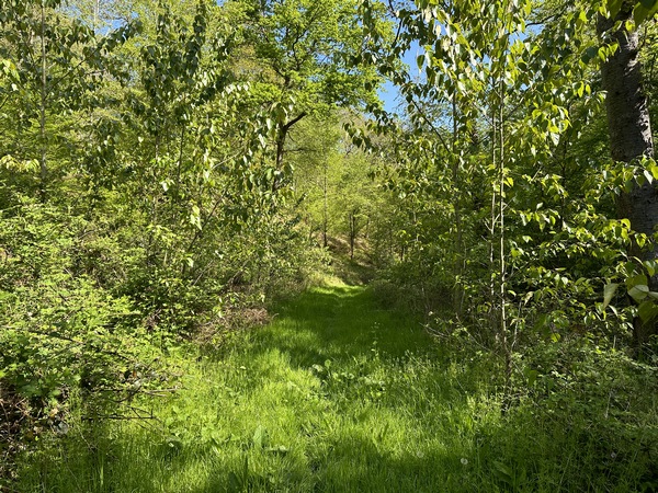 Nous descendons du massif forestier pour rejoindre ce chemin herbu qui débouche près du carrefour du Nouveau Monde.