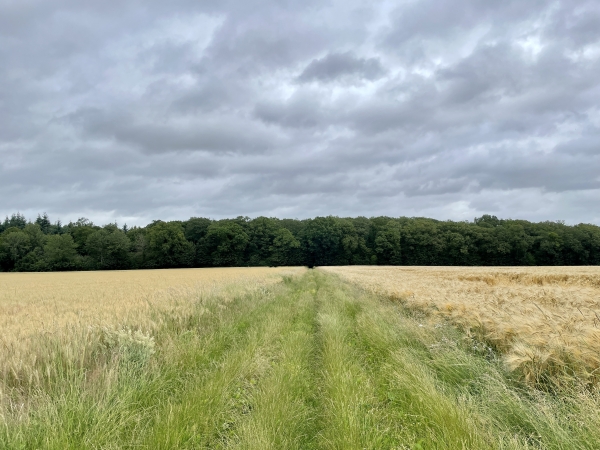 Nous marchons maintenant en direction du bois des Bouleaux.