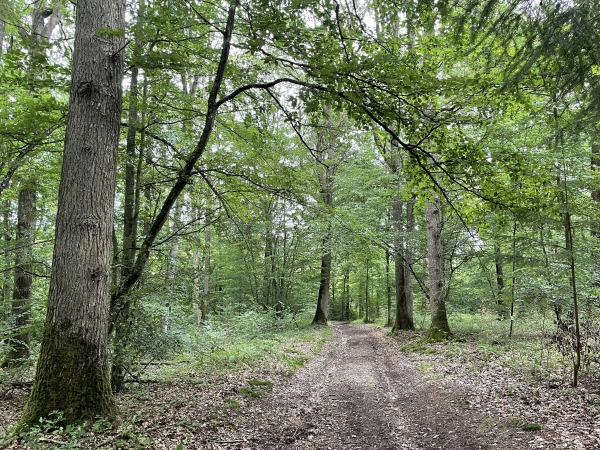 Nous descendons la Côte des Bouleaux en direction de la Vallée.