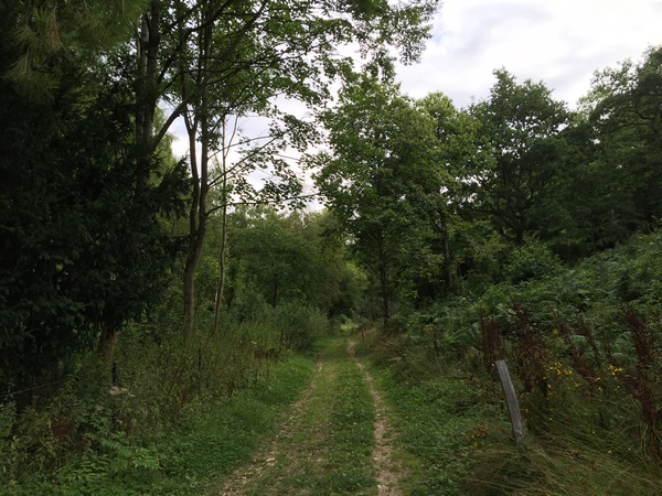 Nous remontons dans les paysages boisés du Bois Coiffé.