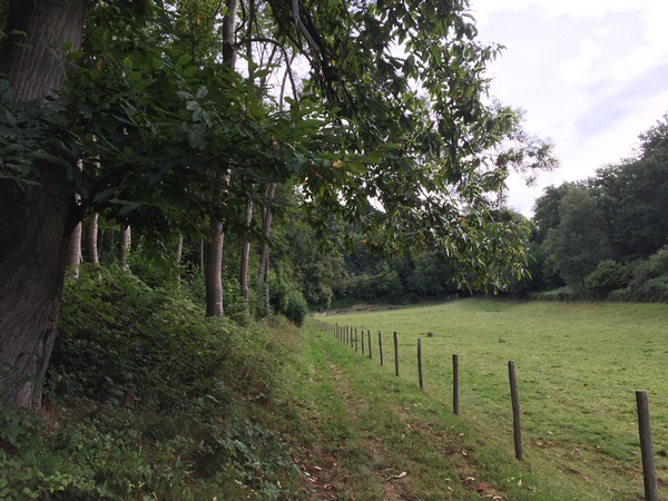 Nous suivons le vallon qui monte vers la Côte de Radicatel. Le chemin longe des près encadré de bois.