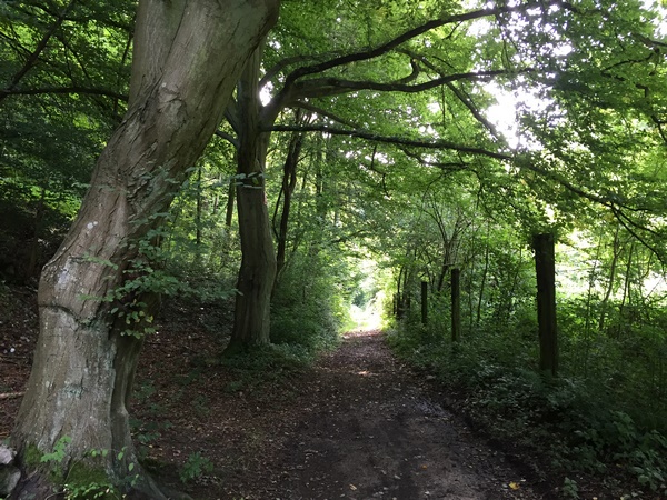 Nous continuons sur le délicieux chemin au creux de la Côte de l'Abbesse.&nbsp;