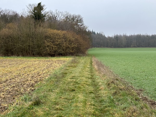 Nous montons vers le bois du Mesnil-Jourdain.