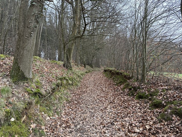 Nous traversons le bois du Mesnil-Jourdain jusqu'au Ravin de Becdal.
