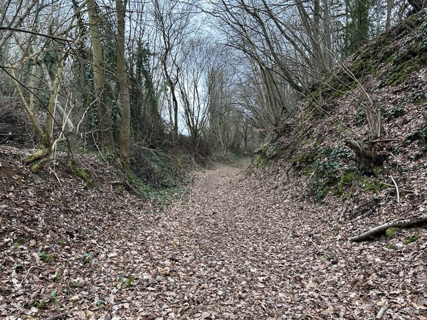 Nous quittons la D133 pour traverser le bois de la Haye-Le-Comte, toujours sur le GR222.