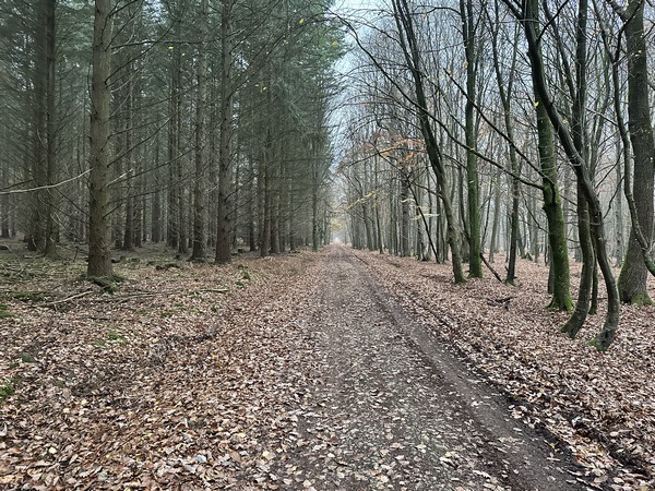 Nous marchons sur la belle allée rectiligne qui passe le carrefour de la Comtesse et celui de la Princesse, toujours sur le GR224.