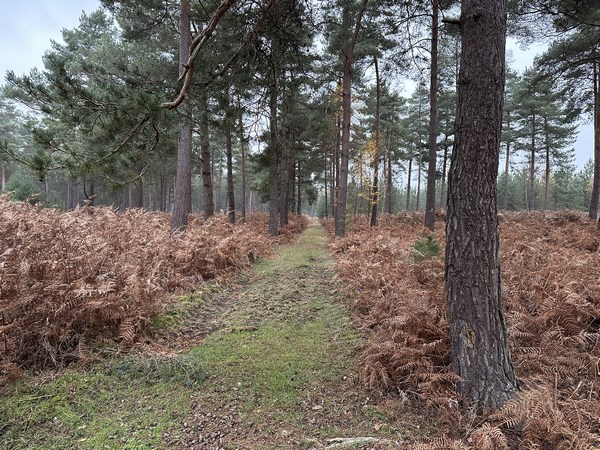 Nous quittons le GR224 pour tourner sur la Ligne Jadin.