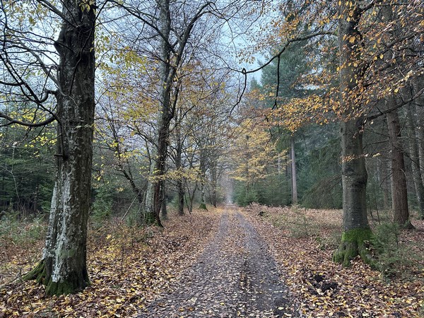 Nous rejoignons le chemin de Launay en direction de la Chapelle Saint-Marc.