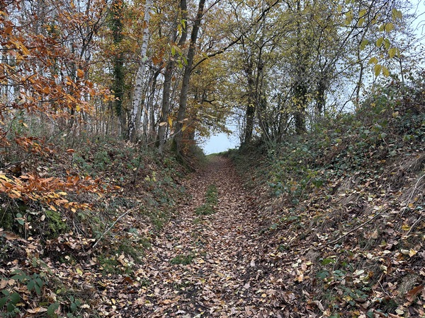Nous montons sur ce coteau boisé. Au sommet nous tournerons à droite et resterons en forêt.