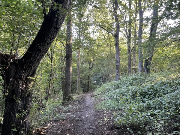 Nous montons dans le bois de la Côte. A quelques mètres, hors champ, sur la droite, nous suivons le mur du château de la Côte depuis le vallon.