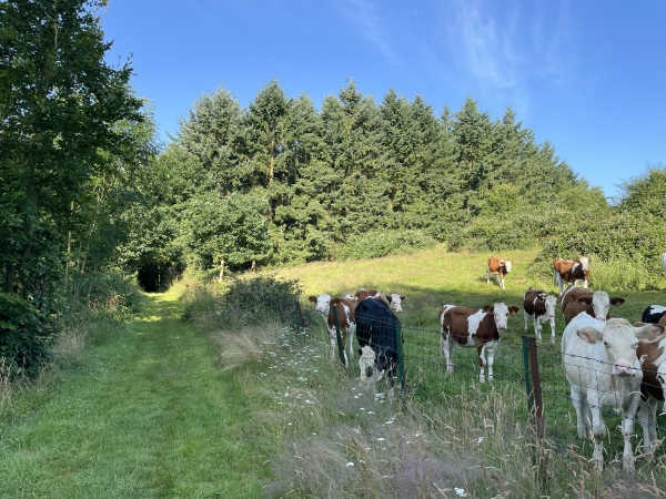 Nous suivons les chemins boisés en direction de St-Vaast-du-Val.