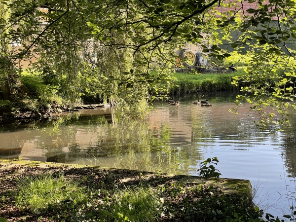 Mare aux canards de Petit Fumechon.