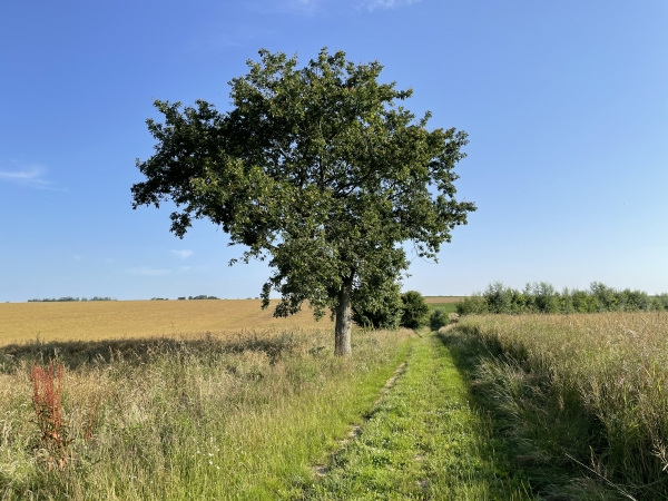 Nous traversons les Terres de Fumechon en direction de Calleville.