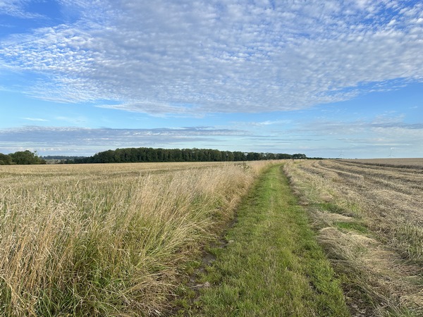 Nous traversons la plaine des Mesnils, en direction du bois de la Pendue.