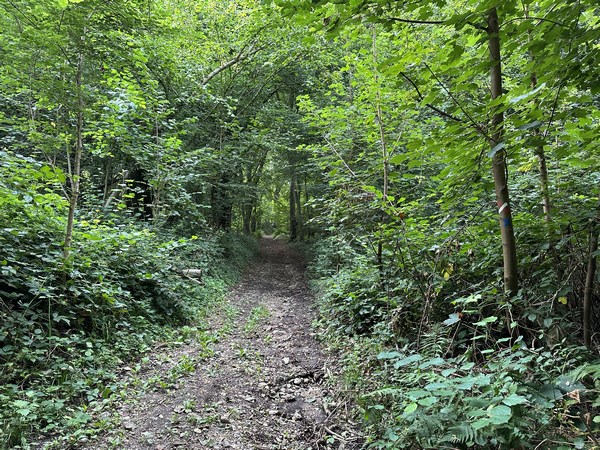 Nous montons sur le coteau boisé, et nous quittons ici le GR212 pour prendre la direction de Lestanville.