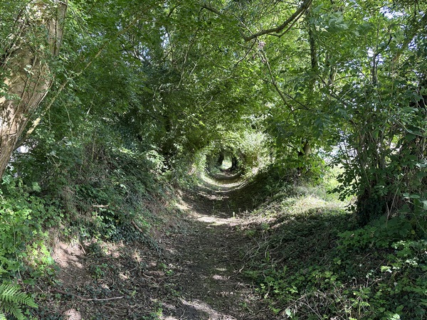 Nous entrons dans Royville par ce tunnel de verdure, avant de rejoindre la rue de la Mare de Clermont.