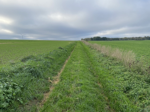 Nous suivons ce long chemin dans la plaine agricole entre Luneray et Greuville.