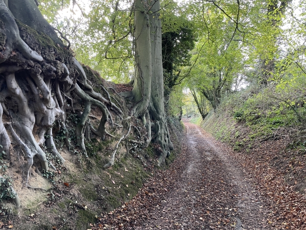 Ici, la Cavée de Saint-Ouen porte bien son nom.