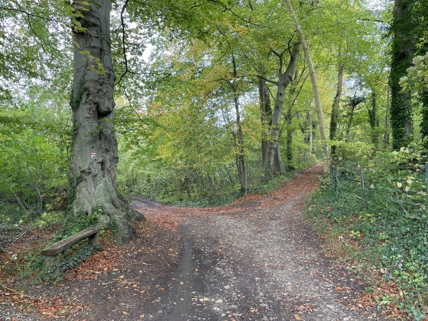Le GR212 avance dans le Bois de Saint-Ouen, sur le coteau est de la Saâne.