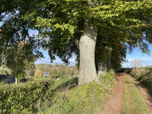GR212 sur le chemin du Bois.