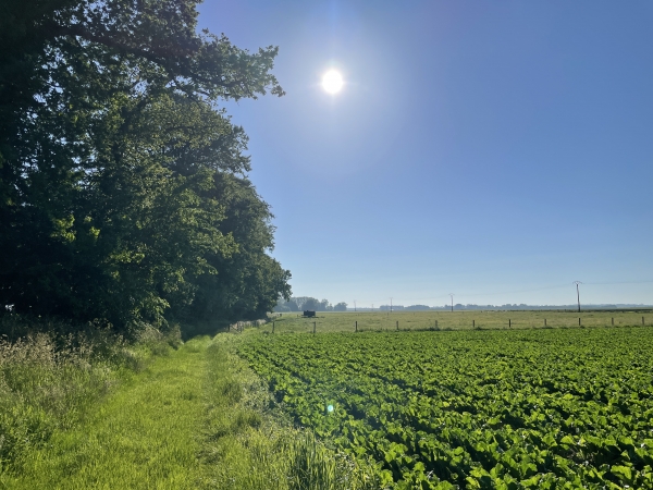 Nous avons suivi la rue des Forrières du Midi vers l'est. La rue devient rapidement un chemin.