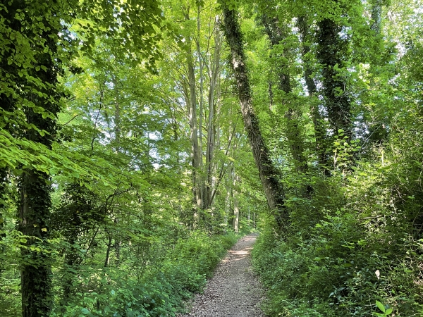 Le bois d'Ablemont est charmant et ses chemins sont parfaits.