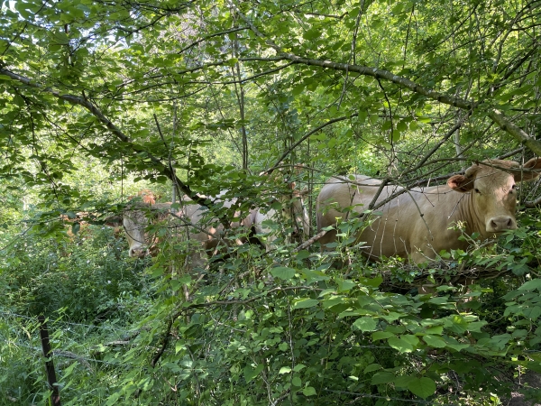 Attention, le bois d'Ablemont abrite des vaches des bois, mais elles sont pacifiques ;-)