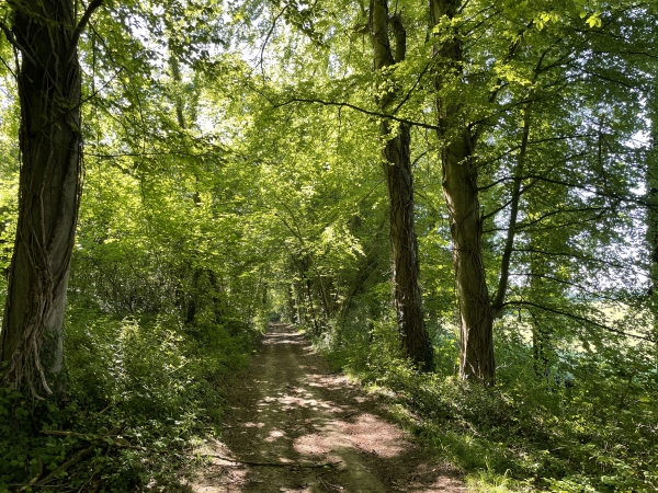 Après un virage serré, nous suivons le chemin qui longe la lisière du bois.