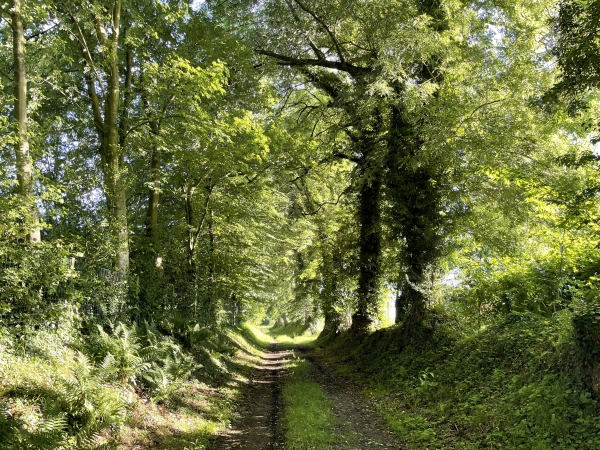 Nous sortons du bourg par la rue Pierre et Marie Curie, puis suivons les chemins boisés qui nous conduisent vers la plaine agricole.