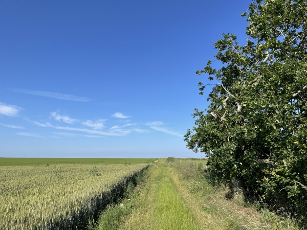 Nous remontons sur le plateau ouest et traversons la plaine d'Avremesnil.
