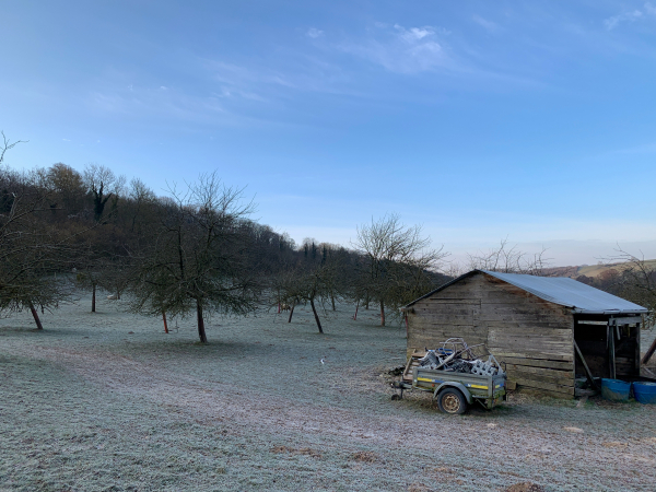 Moutons, bien cachés, sur le coteau de la Scie.