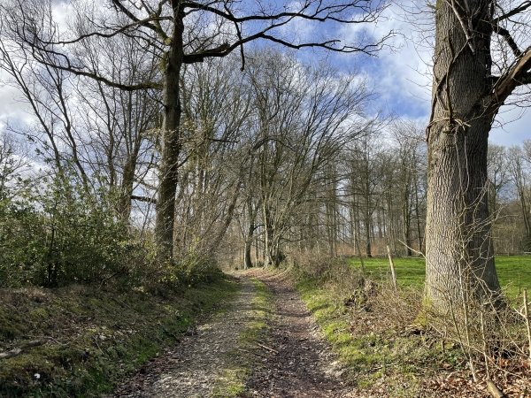 Je traverse la D98, et monte en forêt d'Eawy sur le Massif de Montretout.