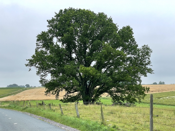 Nous suivons la D3 sur 600 mètres, avant de tourner dans la plaine du Bosmelet.