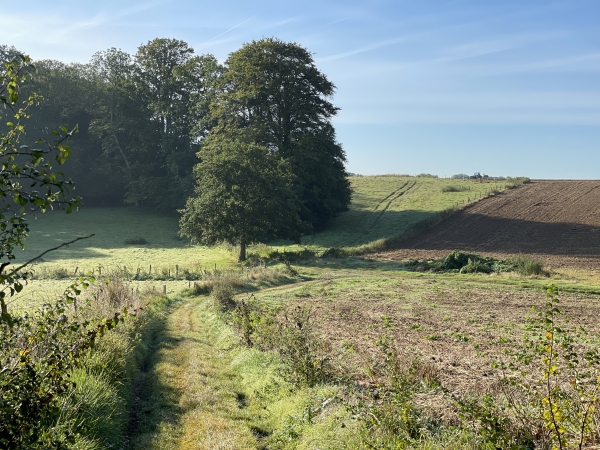 A notre droite la Plaine du Pendu (encore ?) et en face le bois de Lintot, vers lequel notre chemin remonte.