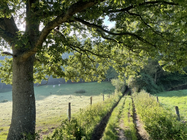 Entrée dans le bois de Lintot.
