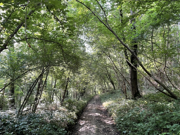 Nous traversons le bois de Lintot. Le chemin qui reliait la D276 à la rue de la Croix Paon est désormais indiqué comme chemin privé. Nous l'avions suivi en 2015 (avant la pancarte) pour entrer dans  Criquetot-sur-Longueville. Cette fois-ci nous avons donc marché sur l'accotement de la D149...