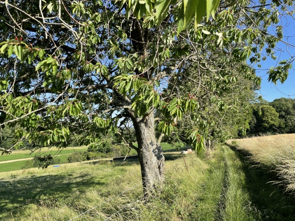 Cerisiers en bordure du chemin.